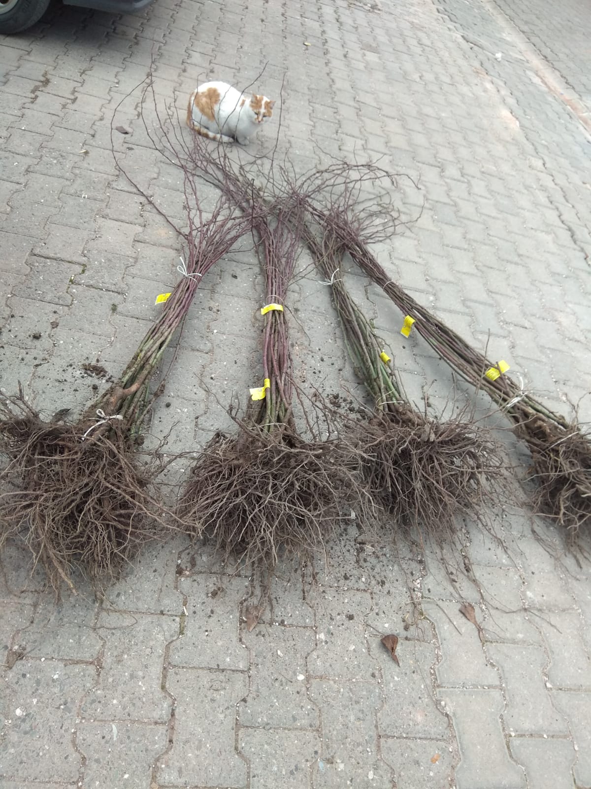 ARAZİ ÇALIŞMALARIMIZ